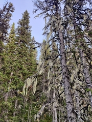 Alectoria sarmentosa