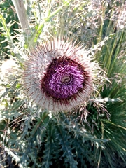 Cirsium nivale