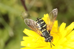 Chrysotoxum festivum