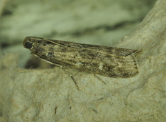 Euzophera semifuneralis