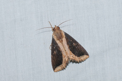 Ercheia cyllaria