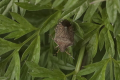 Peribalus strictus vernalis