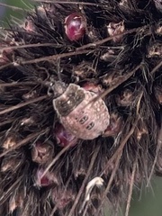 Dendrocoris humeralis