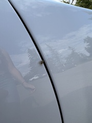 Hemiptera