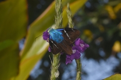 Astraptes fulgerator