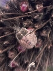 Dendrocoris humeralis