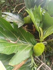 Artocarpus