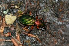 Carabus auronitens