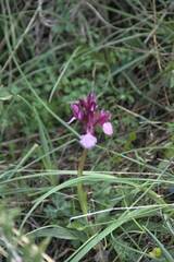Anacamptis papilionacea