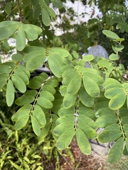Senna surattensis