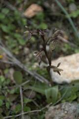 Anacamptis collina