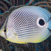 Four-eyed Butterflyfish - Photo (c) François Libert, some rights reserved (CC BY-NC-SA), uploaded by François Libert