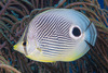 Four-eyed Butterflyfish - Photo (c) François Libert, some rights reserved (CC BY-NC-SA), uploaded by François Libert
