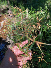 Rhynchospora corniculata