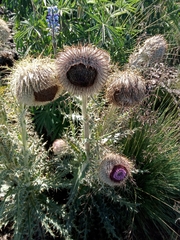 Cirsium nivale