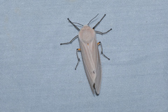 Creatonotos transiens