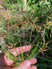 Rhynchospora corniculata