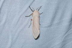 Creatonotos transiens