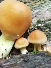 Hypholoma
