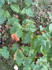 Scandosorbus intermedia
