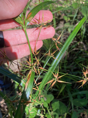 Rhynchospora corniculata