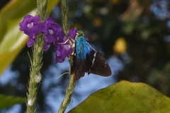 Astraptes fulgerator