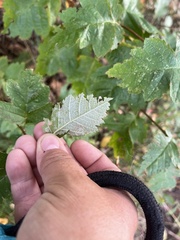 Scandosorbus intermedia