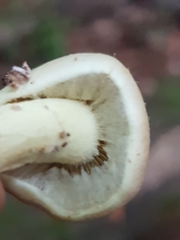 Hypholoma