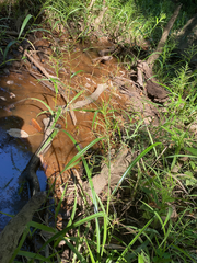 Rhynchospora corniculata