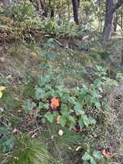 Scandosorbus intermedia