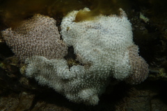 Aplousobranchia