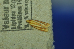 Sparganothis tristriata