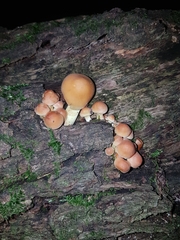 Hypholoma