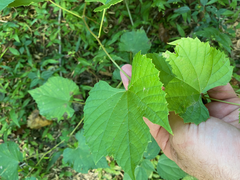 Vitis cinerea