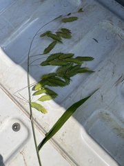 Chasmanthium latifolium