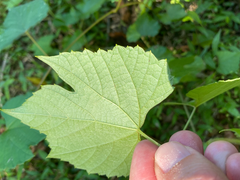 Vitis cinerea