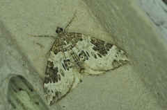 Eulithis explanata