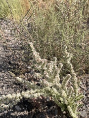 Halogeton glomeratus