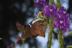 Astraptes fulgerator