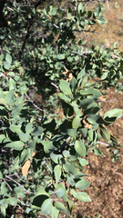 Quercus grisea