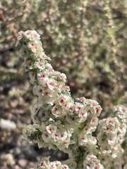 Halogeton glomeratus