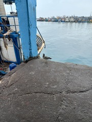 Larus belcheri
