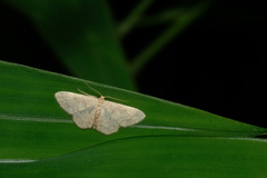 Idaea ptyonopoda