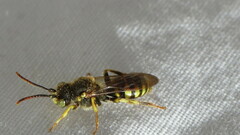 Nomada luteoloides