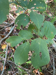 Styracaceae