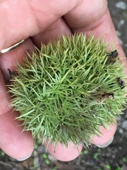 Castanea mollissima