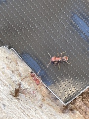 Pogonomyrmex occidentalis