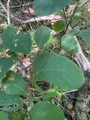 Styracaceae