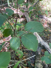 Styracaceae