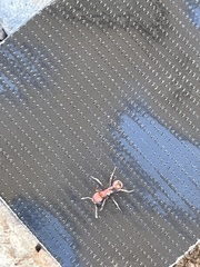 Pogonomyrmex occidentalis